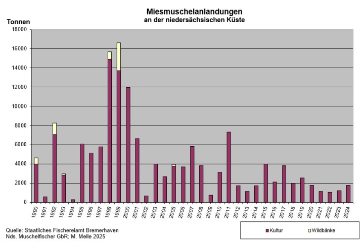 Miesmuschel Anlandungen ab 1990